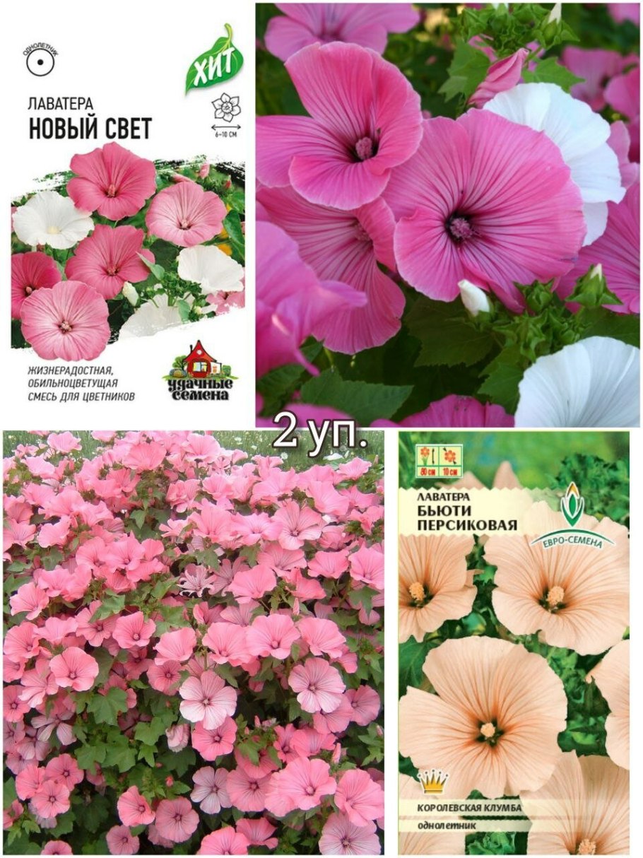 Лаватера цветок семена