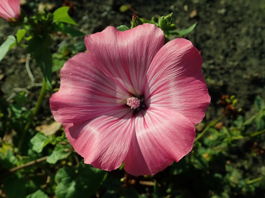 Лаватера Садовая роза