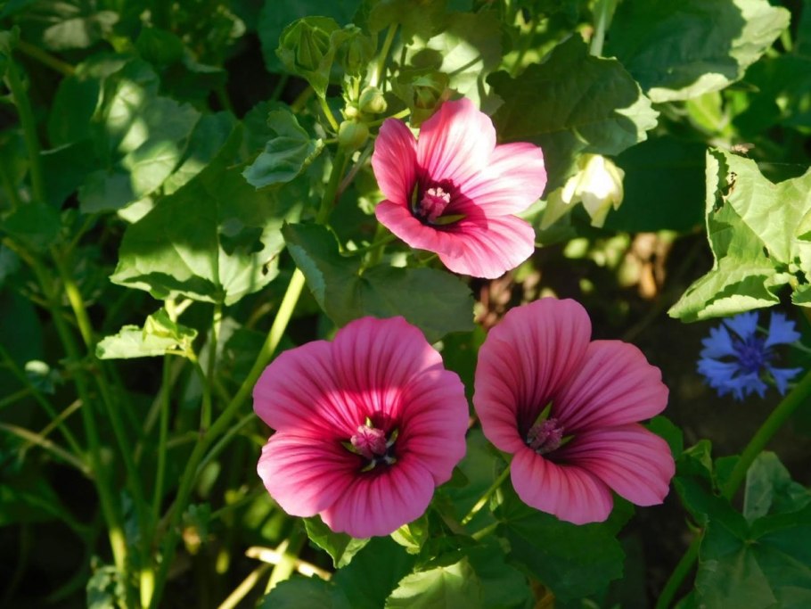 Лаватера тюрингенская белая