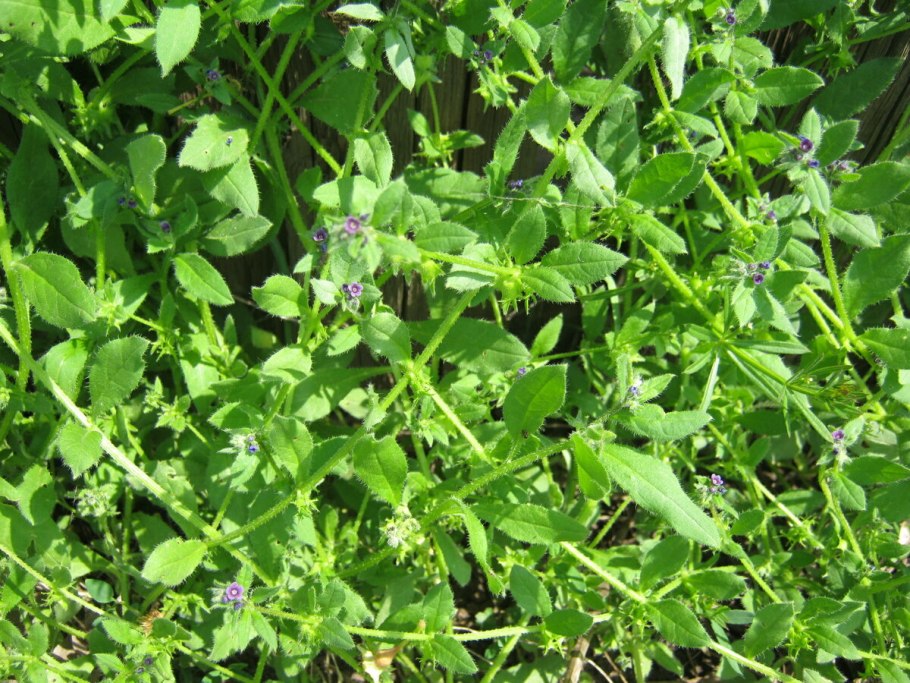 Плоды борщевика Сосновского