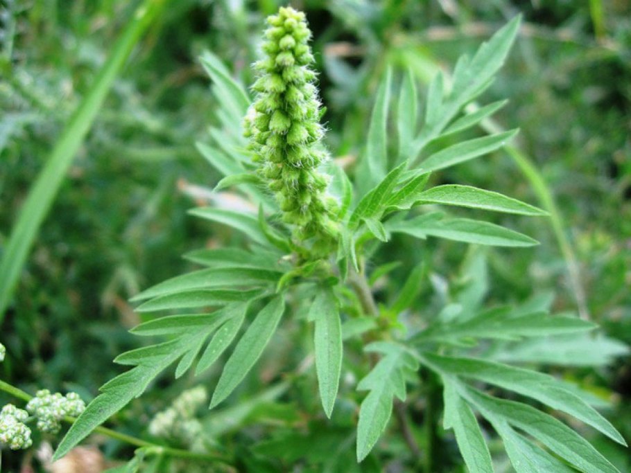 Амброзия трехраздельная