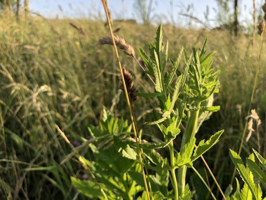 Сорняки в малиннике