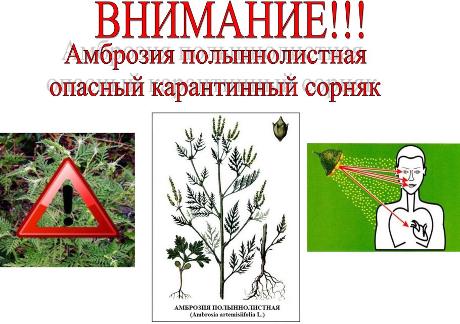 Амброзия полыннолистная
