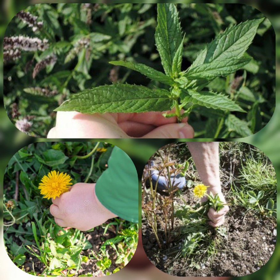 Амброзия полыннолистная