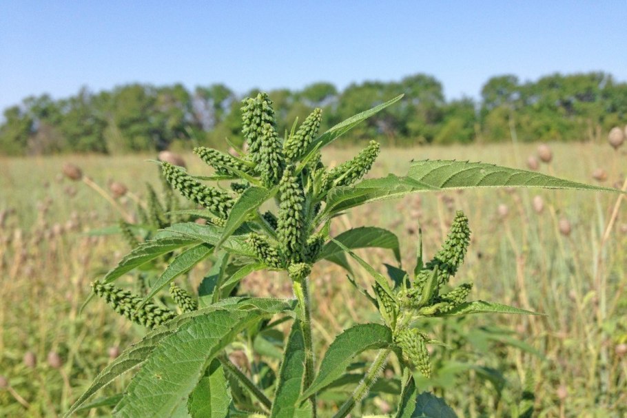 Амброзия трёхраздельная сорняк