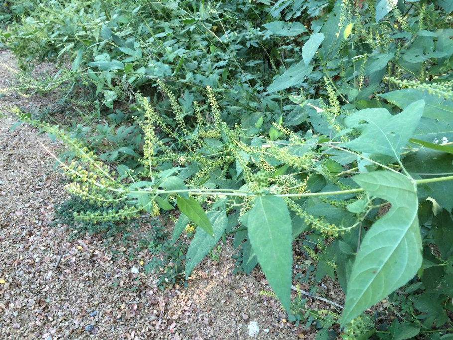 Горец карантинный сорняк