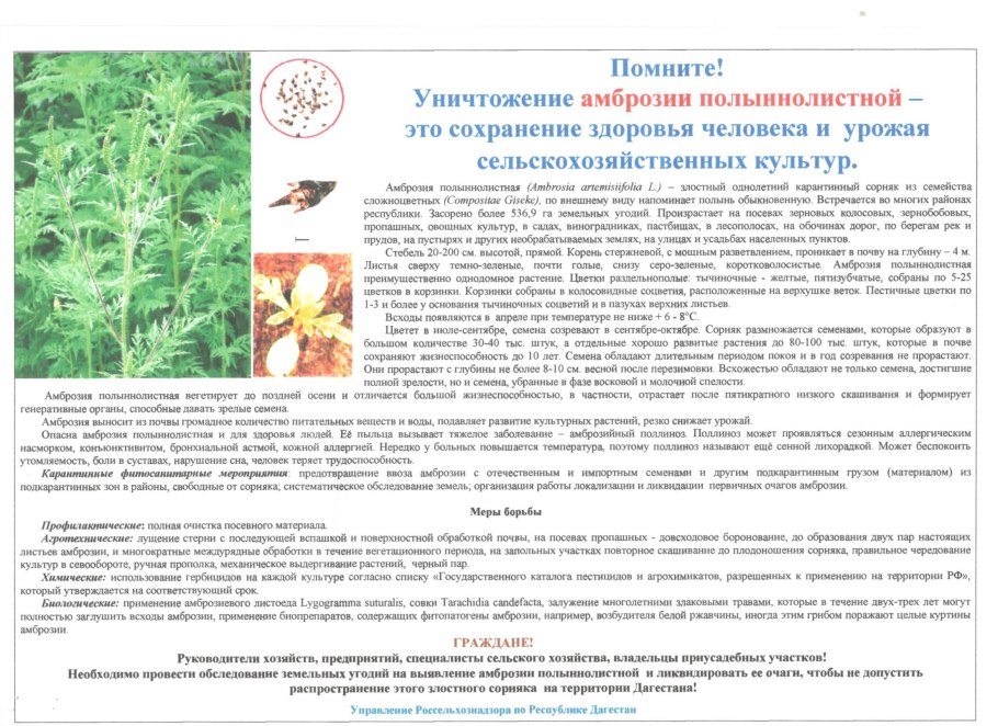 Пастернак зонтичные