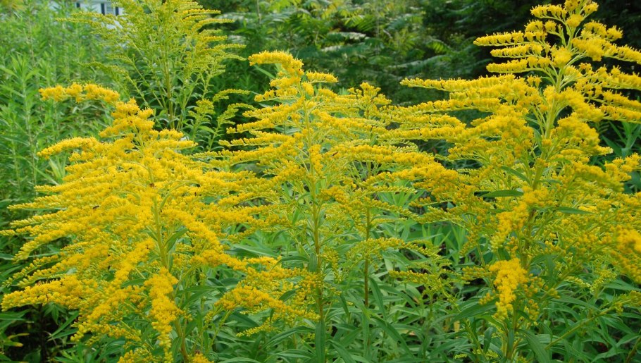 Амброзия полыннолистная карантинный сорняк