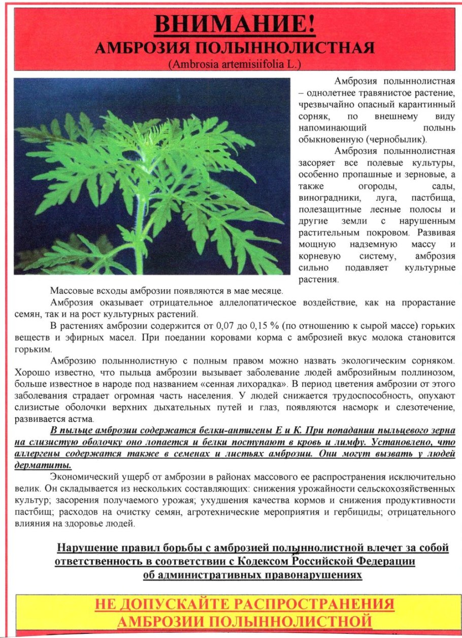 Сорняк амброзия полыннолистная