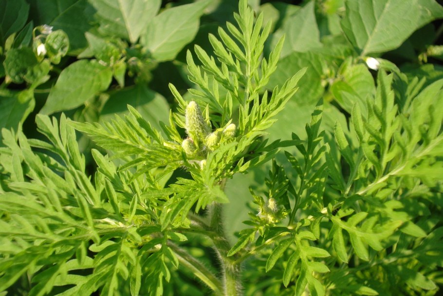 Болиголов пятнистый листья