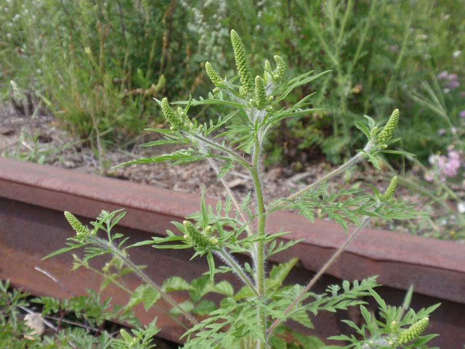 Амброзия полыннолистная растение