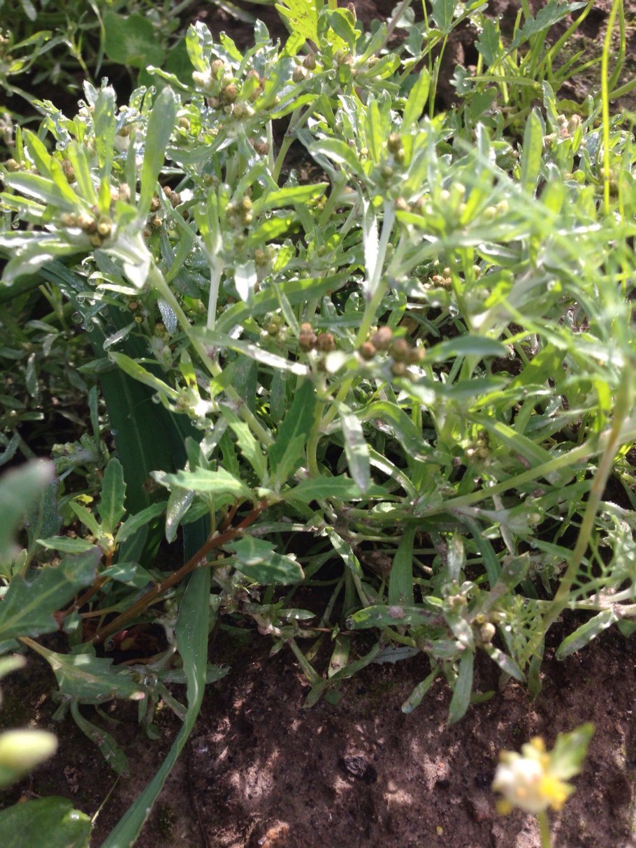 Ядовитый сорняк