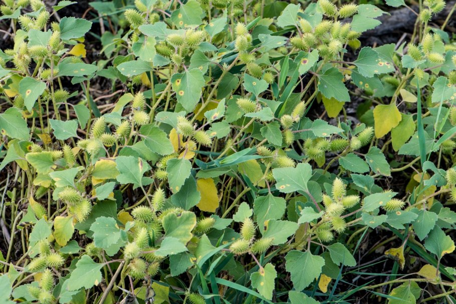 Амброзия Крымская