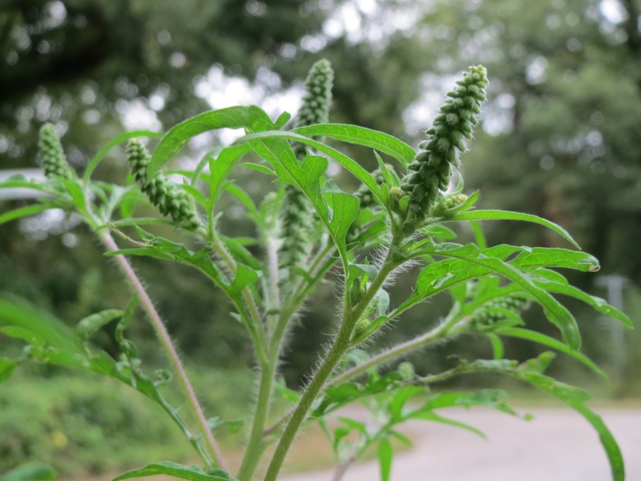 Амброзия трехраздельная