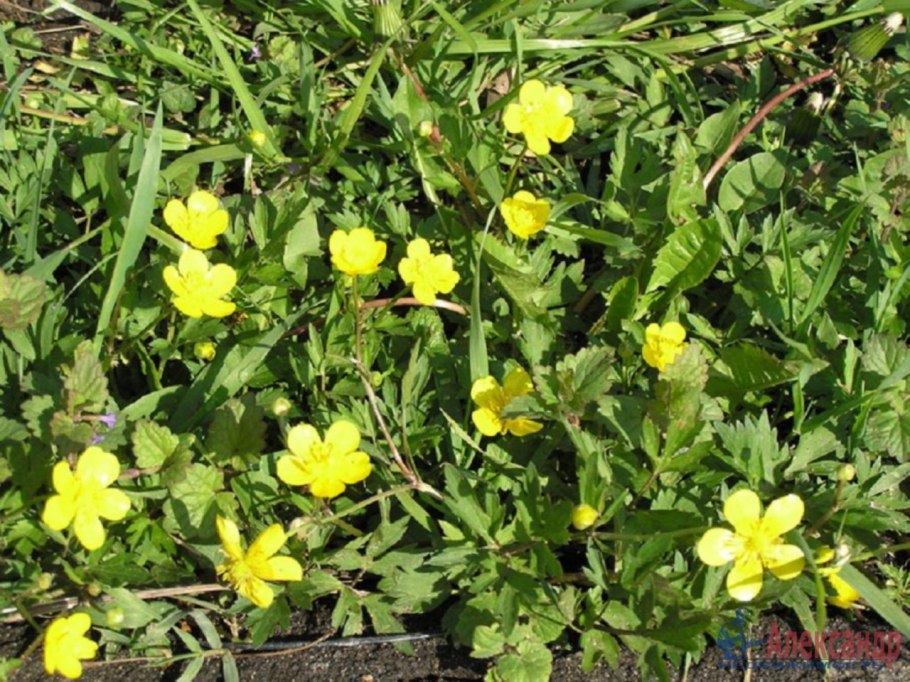 Ценхрус малоцветковый сорняк