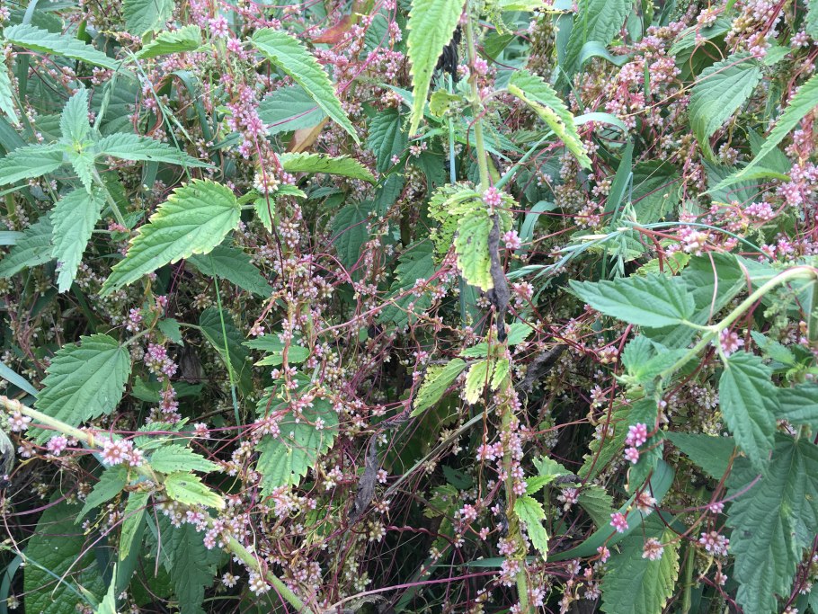 Амброзия полыннолистная