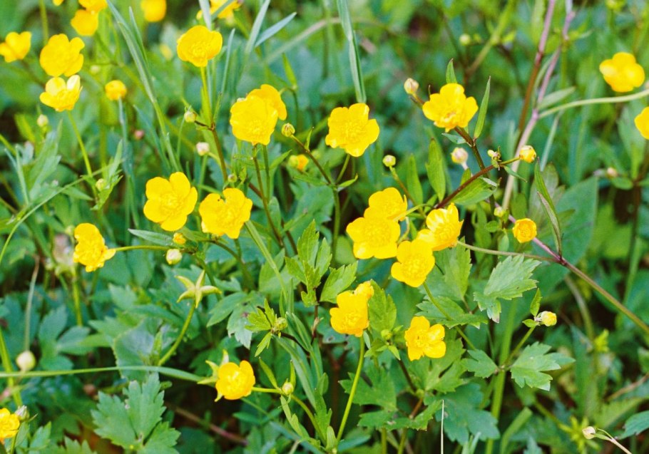 Амброзия полыннолистная