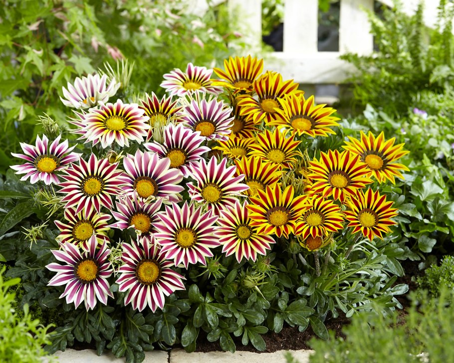 Гацания, газания, гацания