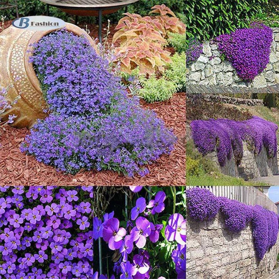 Хоста белоокаймленная миксбордер