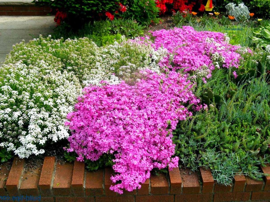 Астра бордюрная