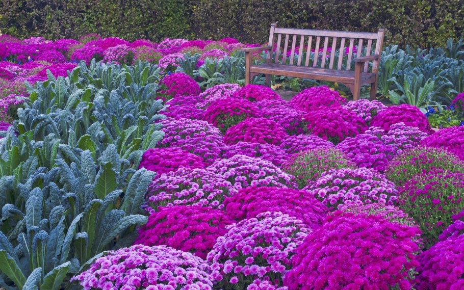 Седум Хризантема Астра