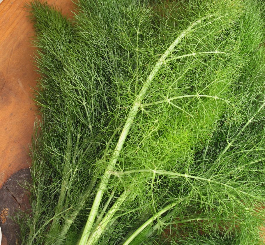 Фенхель ди Фиренце