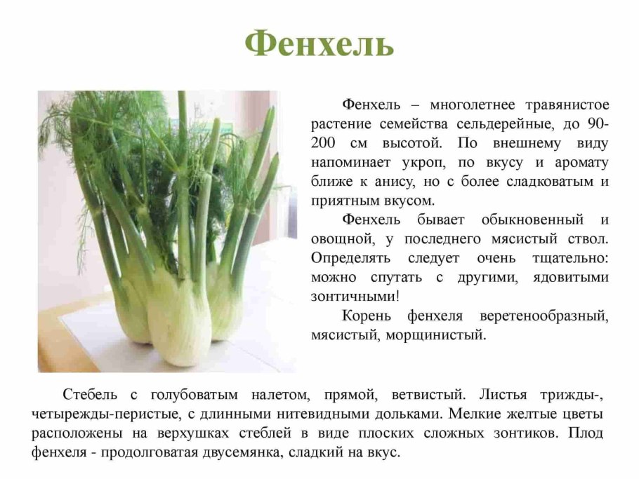 Фенхель и укроп это одно и тоже