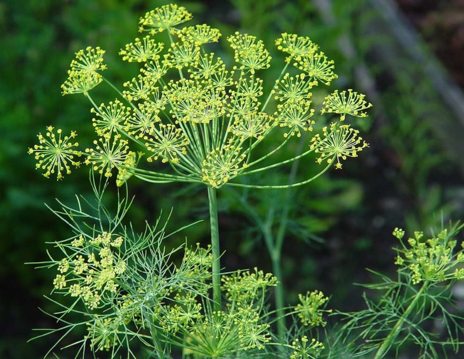 Фенхель обыкновенный Лидер (Гавриш)