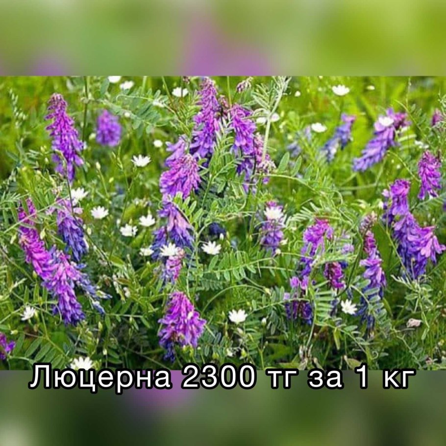 Люцерна бобовые