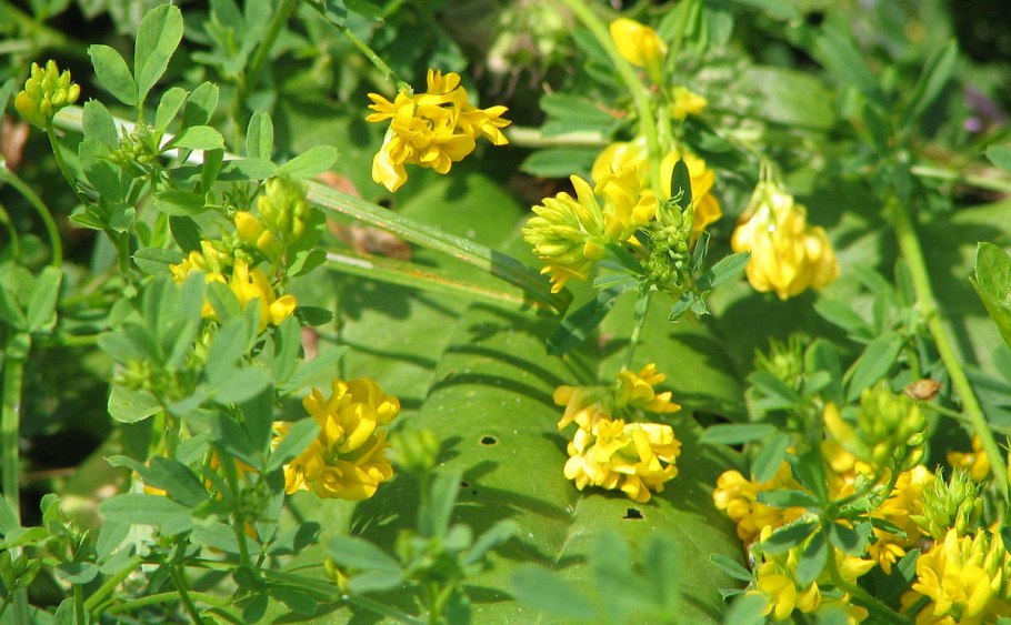 Люцерна посевная Medicago Sativa