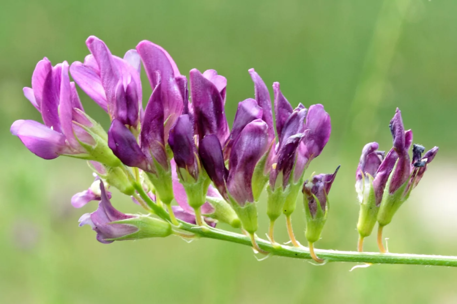 Люцерна серповидная (Medicago falcata)