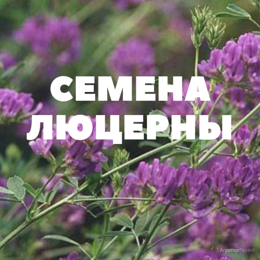 Люцерна скуро