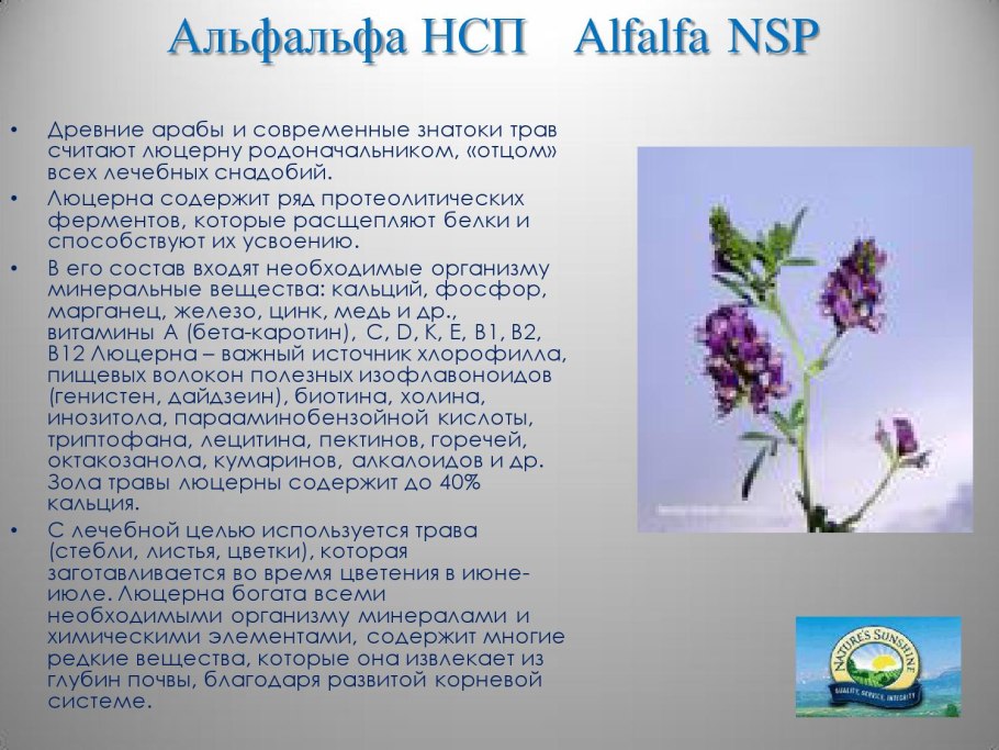 Люцерна посевная Medicago Sativa