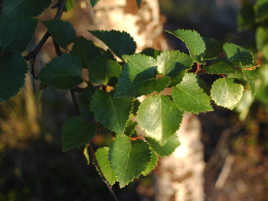 Береза пушистая Betula pubescens высота