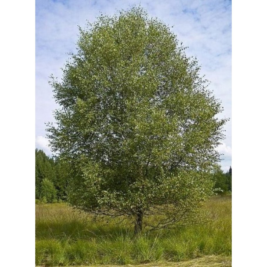 Береза Жакмона (Betula jacquemontii)