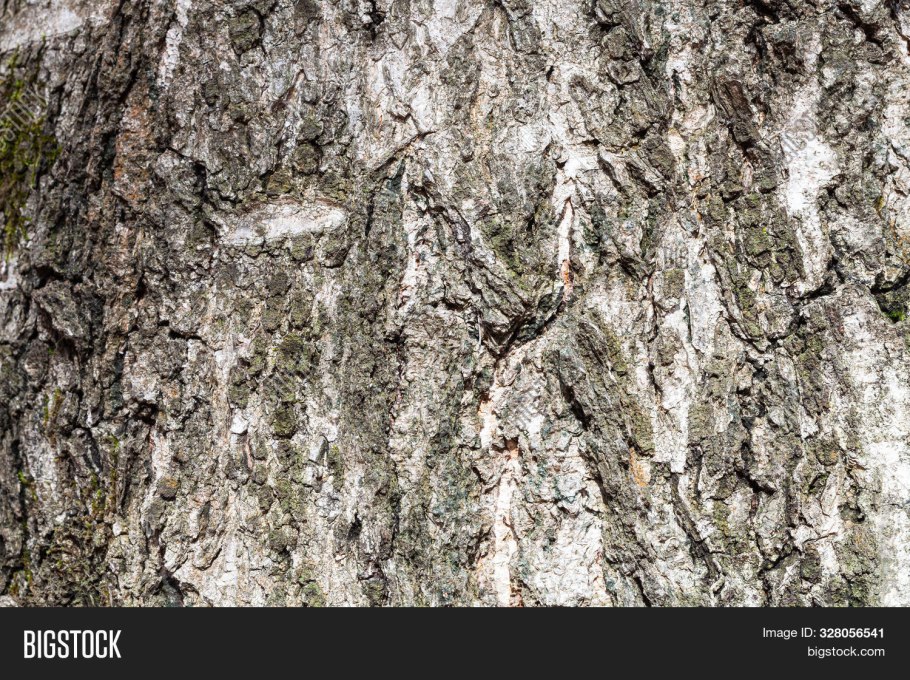 Береза бумажная Betula papyrifera