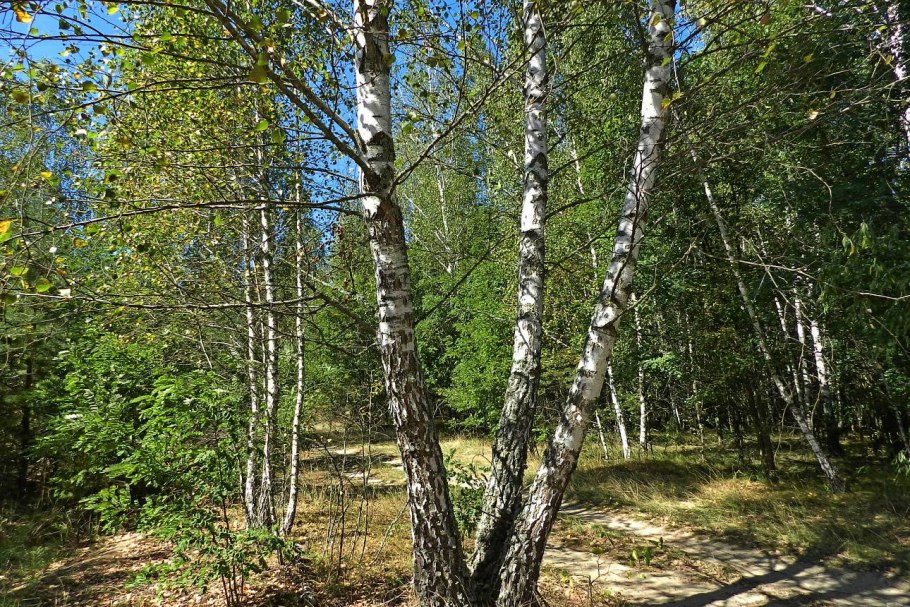 Береза Даурская саженцы