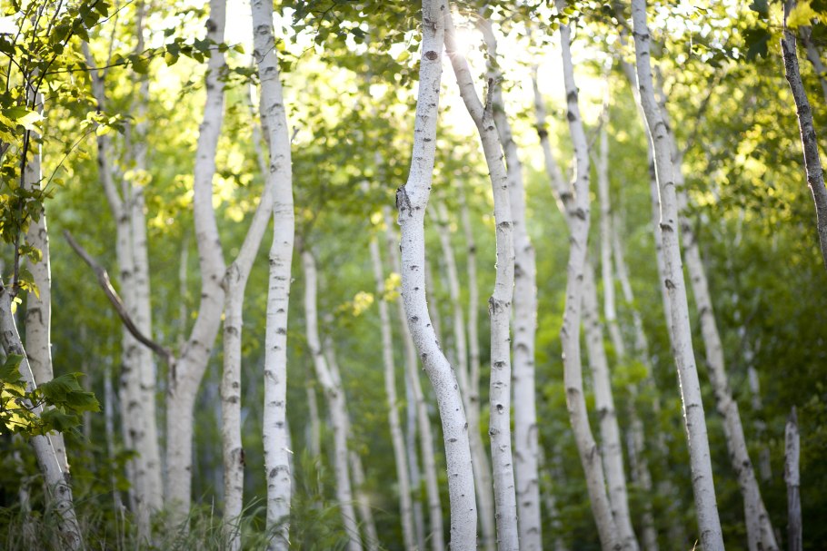 Береза пушистая Betula pubescens