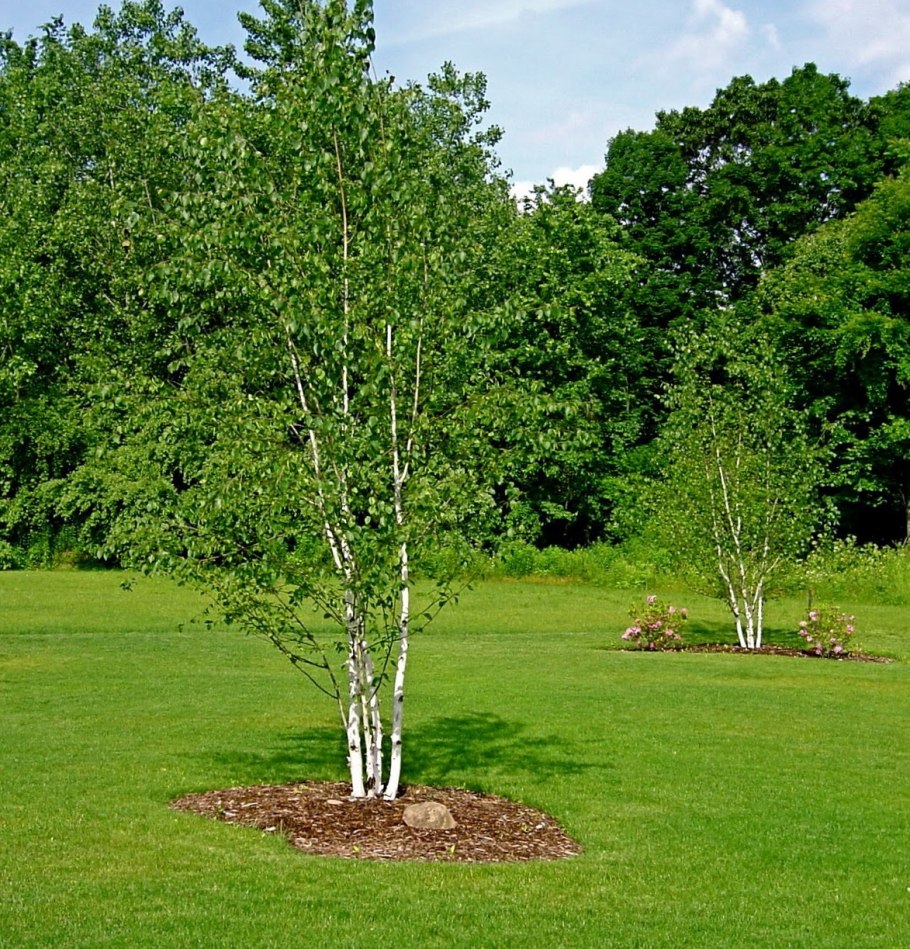Береза маньчжурская Betula mandshurica