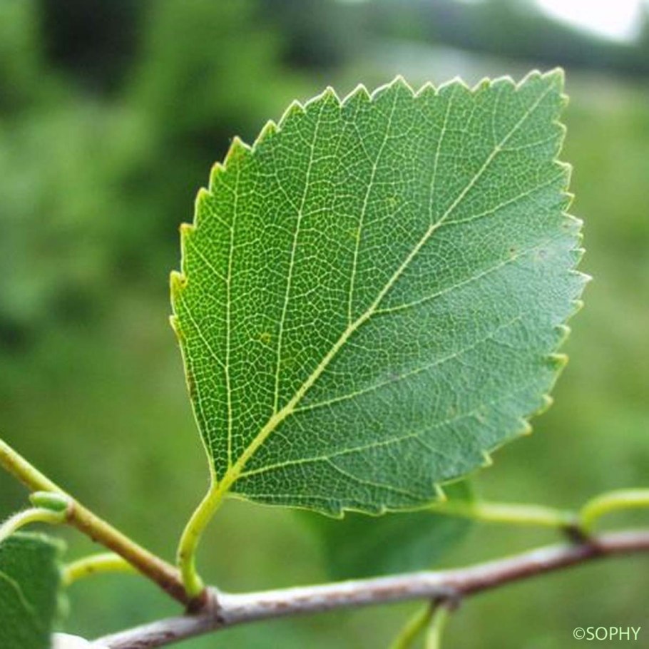 Береза пушистая Betula pubescens
