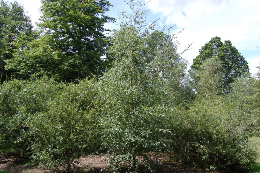 Береза бумажная Betula papyrifera