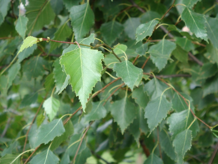 Карельская повислая береза