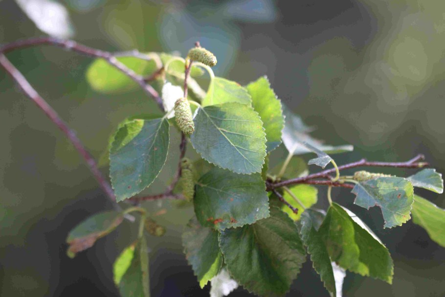 Береза пушистая betula pubescens