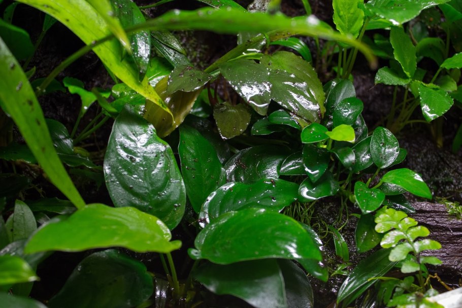 Анубиас бартери бартери