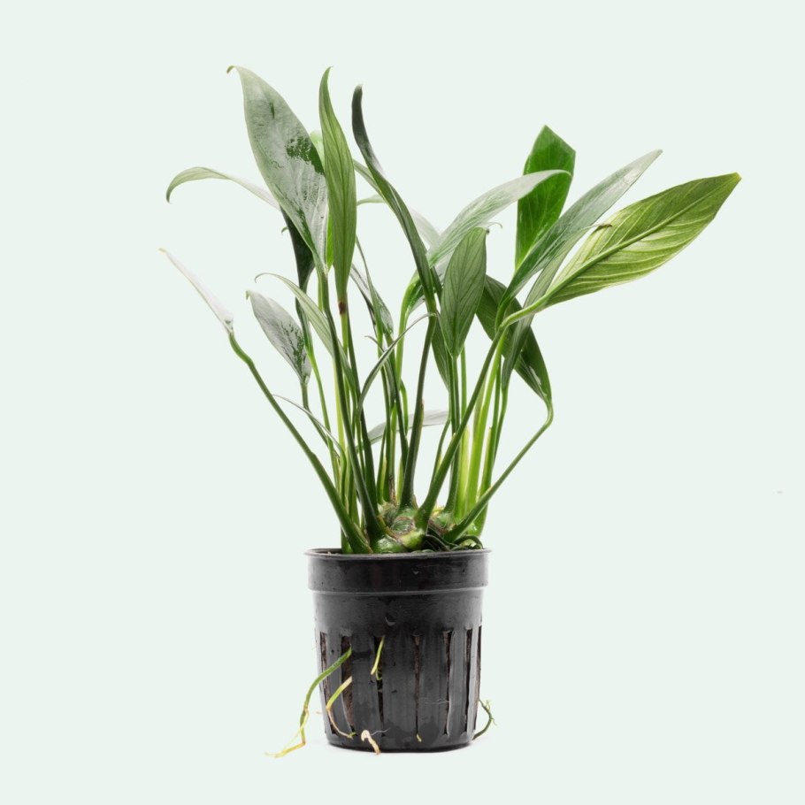 Анубиас Афцели