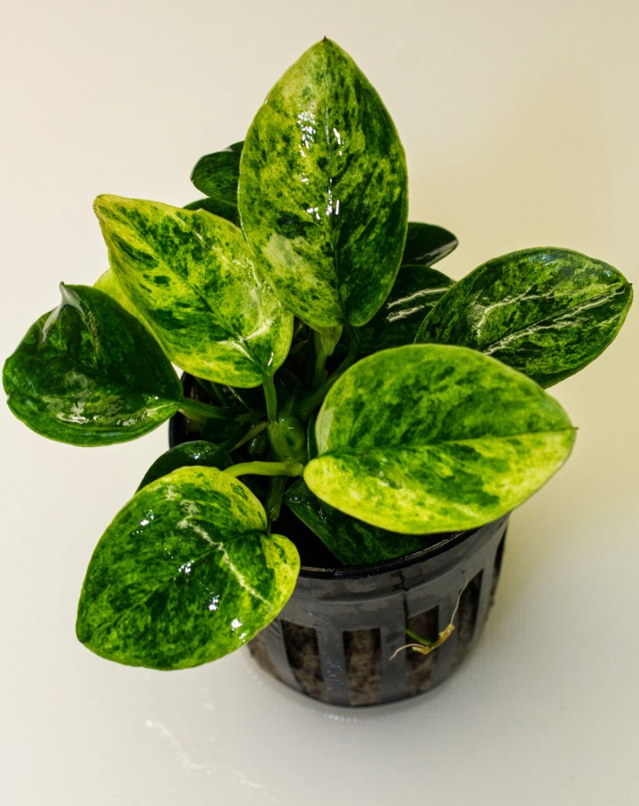 Анубиас узколистный