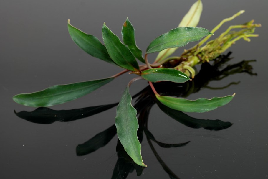 Анубиас Хастифолия