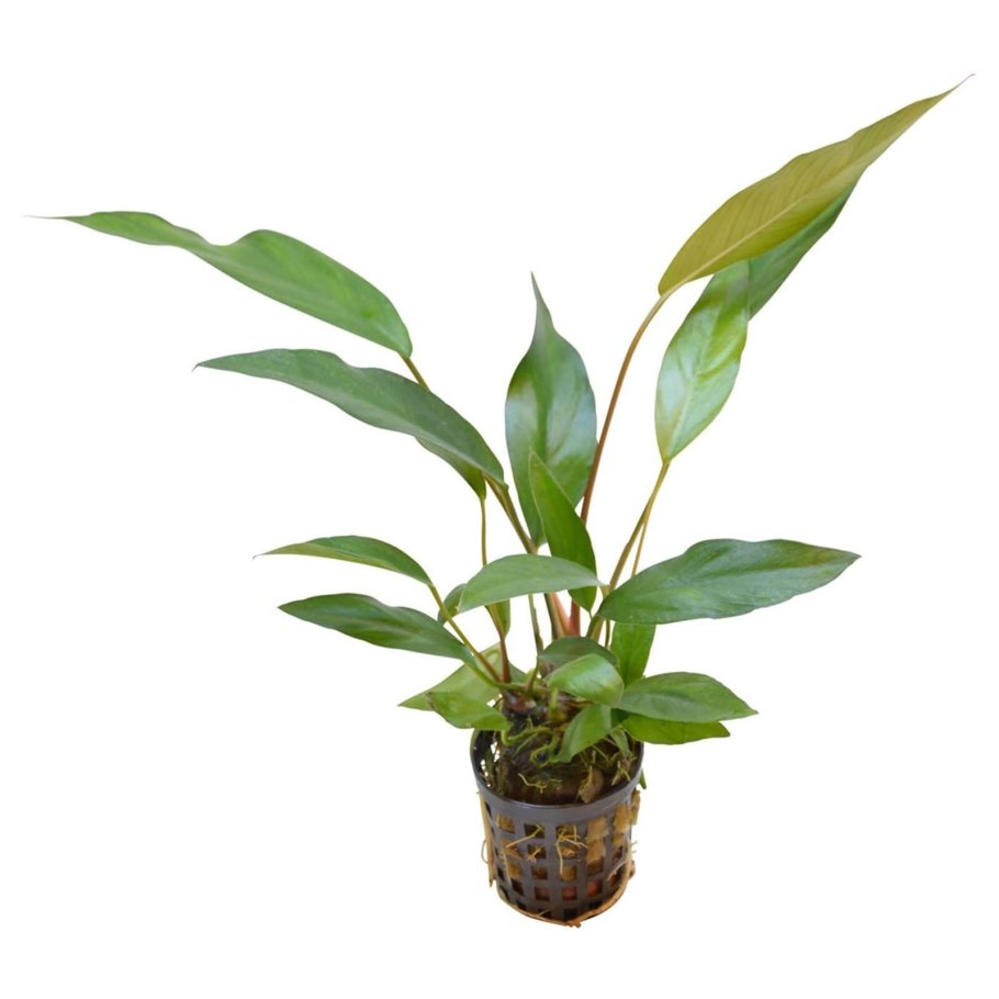 Анубиас ланцетовидный