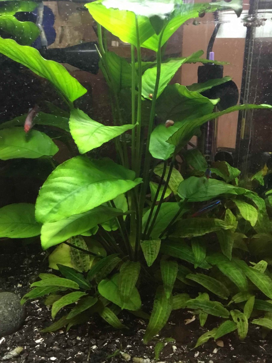 Анубиас Афцели