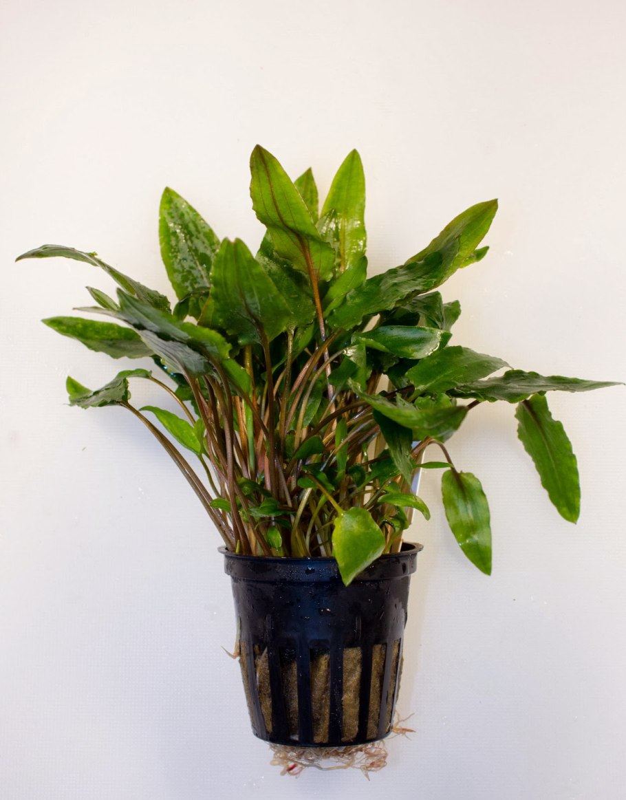 Анубиас копьевидный